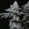 Nuggz1