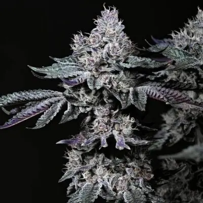 Nuggz R1 | Ethos Genetics | FEM Photoperiod Seeds