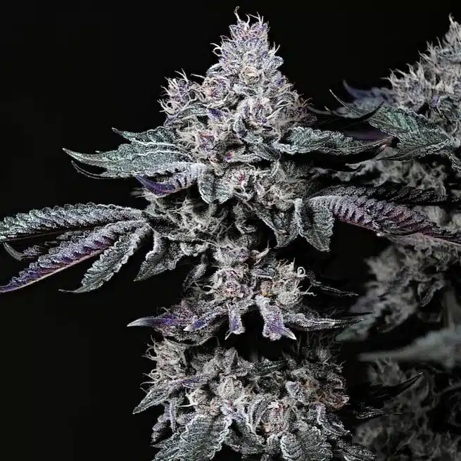 Nuggz R1 | Ethos Genetics | FEM Photoperiod Seeds