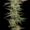 Humboldt Seed Co – OG Triploid Strain – Fem Photo - Image 2