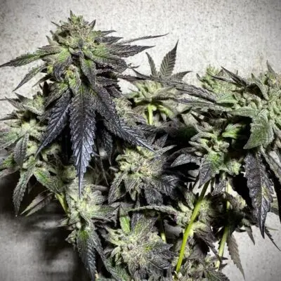 Sofem Genetics – Oreoz Ice Cream Cake Strain – Fem Photo – 5 Pack