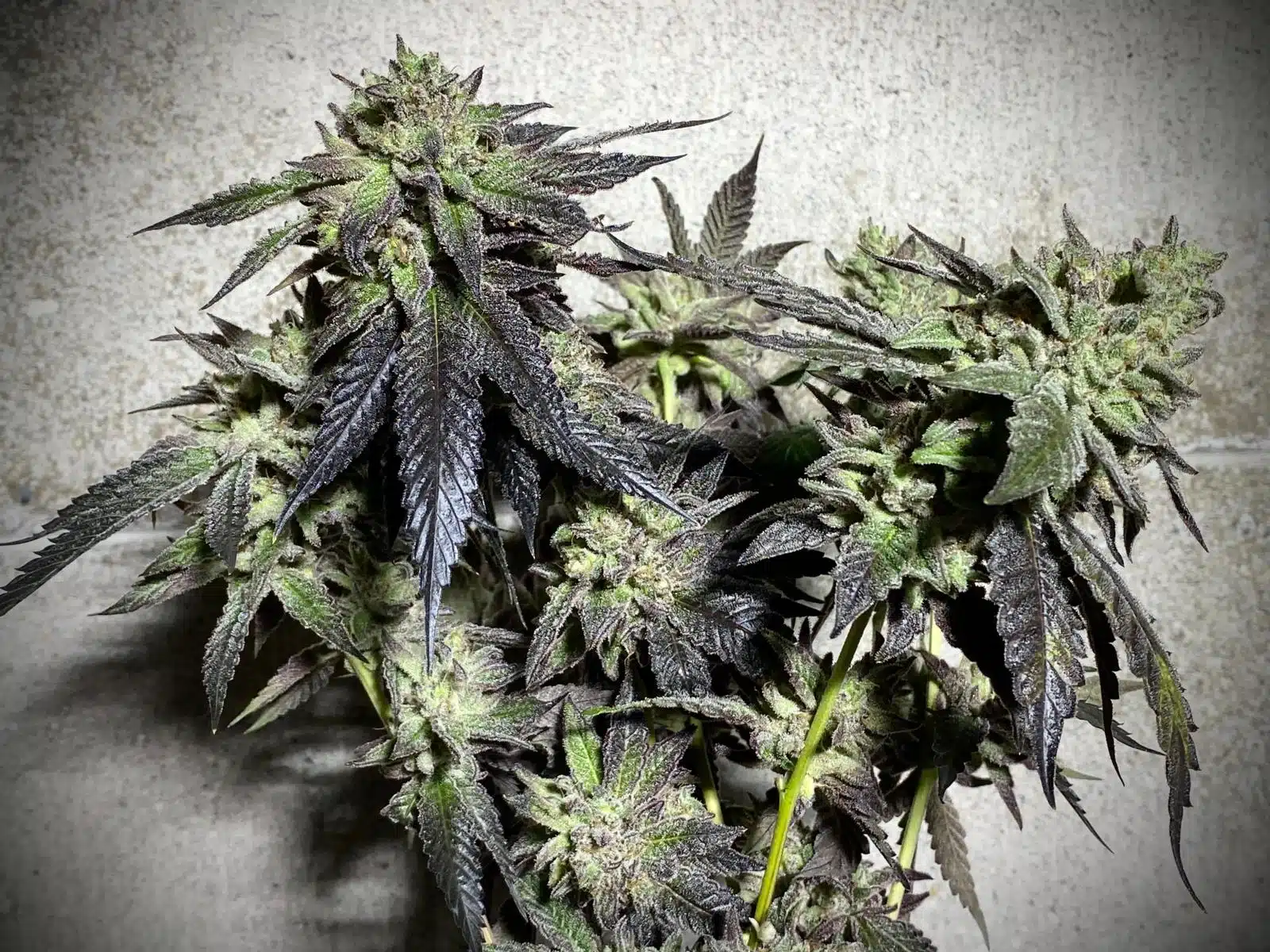 Sofem Genetics – Oreoz Ice Cream Cake Strain – Fem Photo – 5 Pack