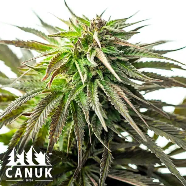 Original Skunk #1 | Canuk Seeds | FEM Photoperiod Seeds
