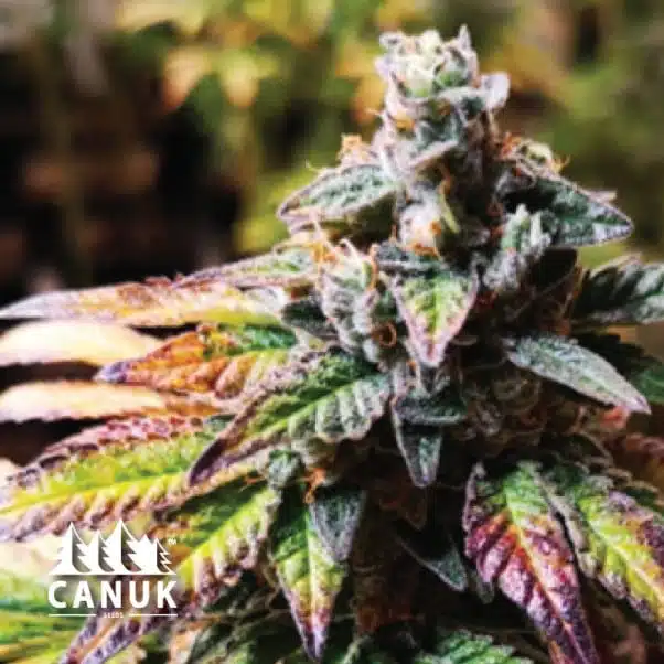 Original Glue | Canuk Seeds | FEM Photoperiod Seeds