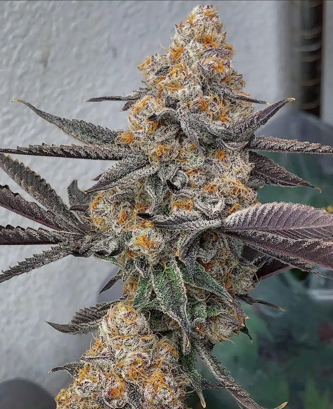 Sunken Treasure Seeds - OZ Kush Cake - Reg Photo 12 Pack