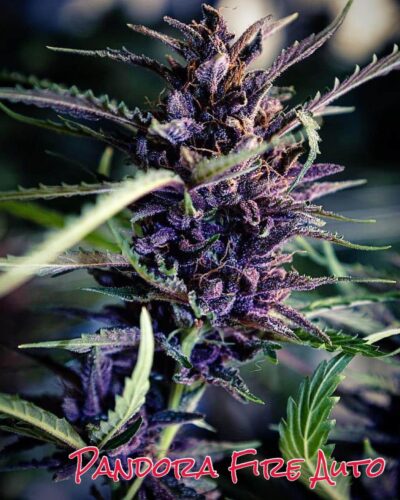 Sofem Genetics – Pandora Fire Strain – Auto Fem – 3 Pack