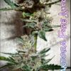 Sofem Genetics – Pandora Fire Strain – Auto Fem – 3 Pack - Image 2
