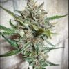 Sofem Genetics – Pandora Fire Strain – Auto Fem – 3 Pack - Image 3