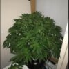 Sofem Genetics – Pandora Fire Strain – Auto Fem – 3 Pack - Image 4