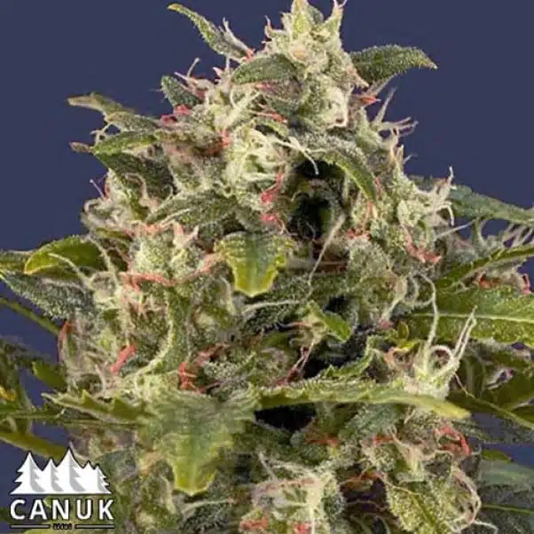 Pineapple Express #2 Auto | Canuk Seeds | FEM Autoflower Seeds