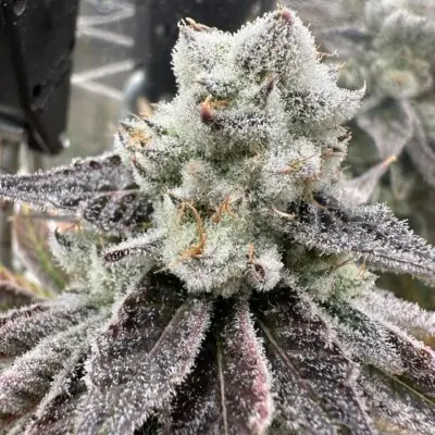 Genetix Matter – Platinum Jagerbombs Strain – Fem Photo