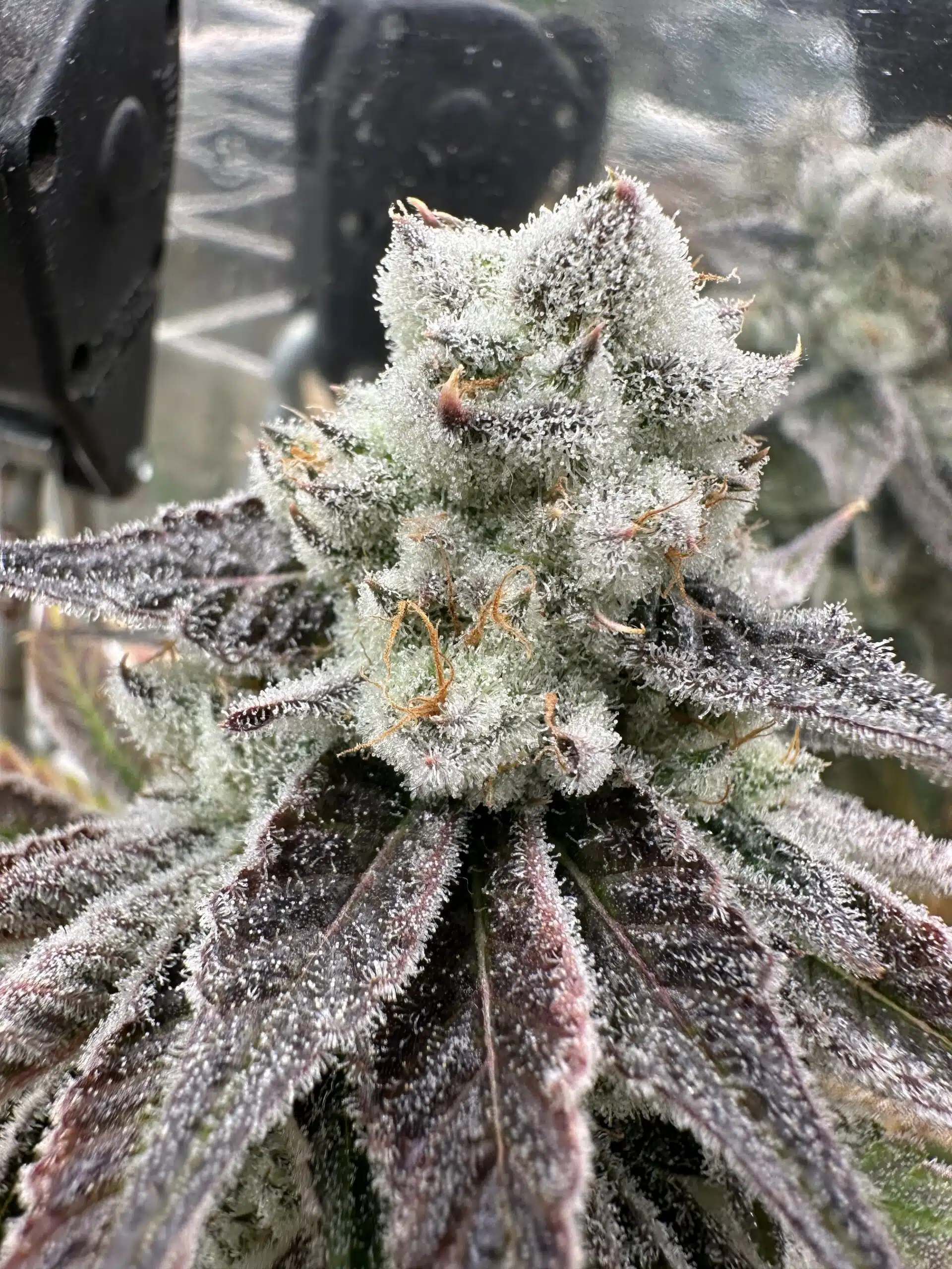 Genetix Matter – Platinum Jagerbombs Strain – Fem Photo