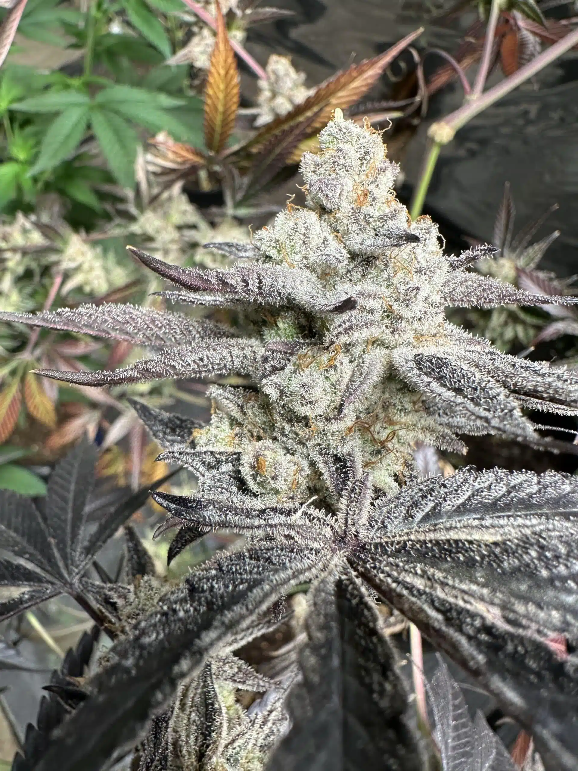 Genetix Matter – Platinum Oreoz #7 S1 Strain – Fem Photo