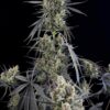 Fast Buds – Pound Cake Strain – Auto Fem - Image 3