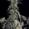 Pound Cake Auto2