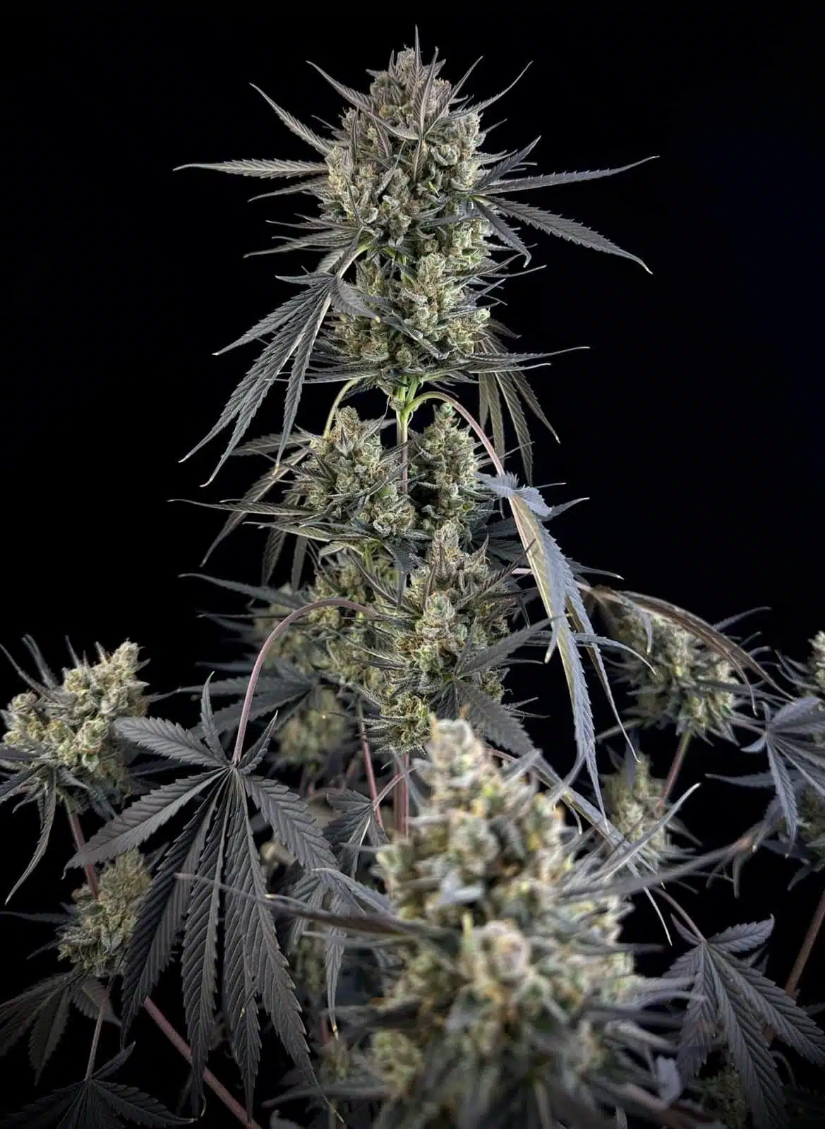 Pound Cake Auto