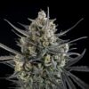 Fast Buds – Pound Cake Strain – Auto Fem - Image 5