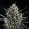 Pound Cake Auto4