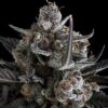 Fast Buds – Pound Cake Strain – Auto Fem - Image 6