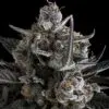 Pound Cake Auto5