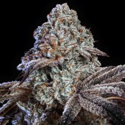 Psy-Op R1 | Ethos Genetics | FEM Photoperiod Seeds