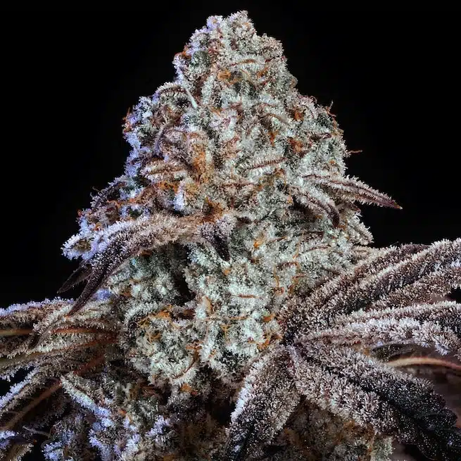 Psy-Op R1 | Ethos Genetics | FEM Photoperiod Seeds