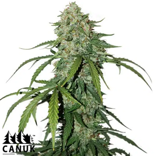Pure CBD Auto | Canuk Seeds | FEM Autoflower Seeds