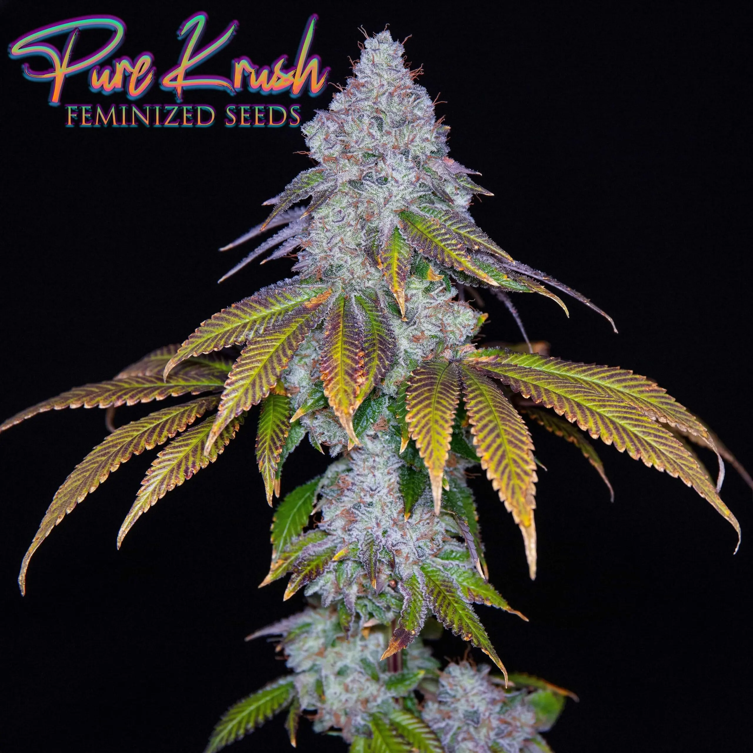 Pure Krush Strain | Romulan Genetics | 6 Pack Fem Photo