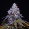 Pure Krush Strain | Romulan Genetics |  6 Pack  Fem Photo - Image 2