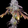 Pure Krush Strain | Romulan Genetics |  6 Pack  Fem Photo - Image 3