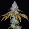 Pure Krush Strain | Romulan Genetics |  6 Pack  Fem Photo - Image 4