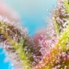 Sweet Seeds – Purple Punch OG XL Strain – Auto Fem - Image 2