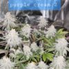 Newbie Nugs - Purple Cream Strain - Photo Fem - 5 Pack - Image 3