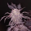 Cali Frosty’s Seeds – Frosty’s Purple Freak Strain (Khalifa Genetics Collab) – Fem Photo - Image 2