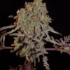 Cali Frosty’s Seeds – Frosty’s Purple Freak Strain (Khalifa Genetics Collab) – Fem Photo - Image 3