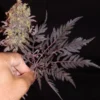 Cali Frosty’s Seeds – Frosty’s Purple Freak Strain (Khalifa Genetics Collab) – Fem Photo - Image 5