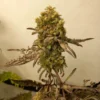 Image of a cannabis plant