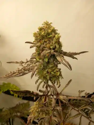 Image of a cannabis plant