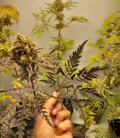 Image of a cannabis plant