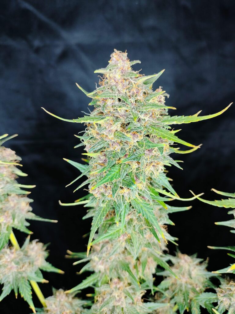 Purple Lunchbox Auto | 3rdShiftGenetics | FEM Autoflower Seeds