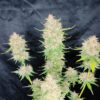 3rdShiftGenetics - BOGO Purple Lunchbox Strain - Fem Auto- 3 Pack - Image 2