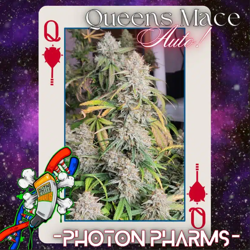 Photon Pharms – Queen's Mace Strain – Auto Fem – 3 Pack
