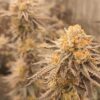 A mature cannabis plant with a prominent cola and multiple buds, covered in crystalline trichomes and fiery orange pistils, set against a grow tent background.