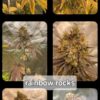 Newbie Nugs – Rainbow Rocks Strain – Photo Fem – 5 Pack - Image 2