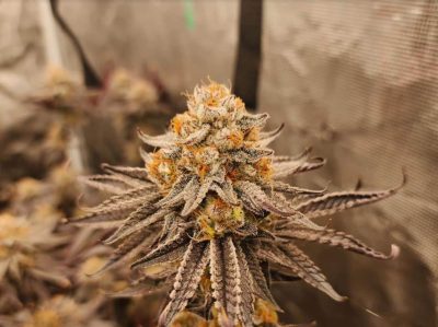 Close-up of a cannabis bud with a dense coating of trichomes, deep purple leaves, and vibrant orange pistils.