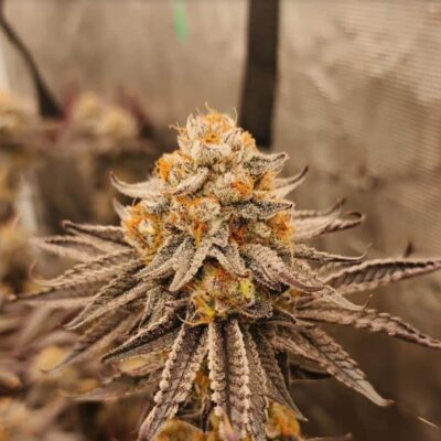 Close-up of a cannabis bud with a dense coating of trichomes, deep purple leaves, and vibrant orange pistils.