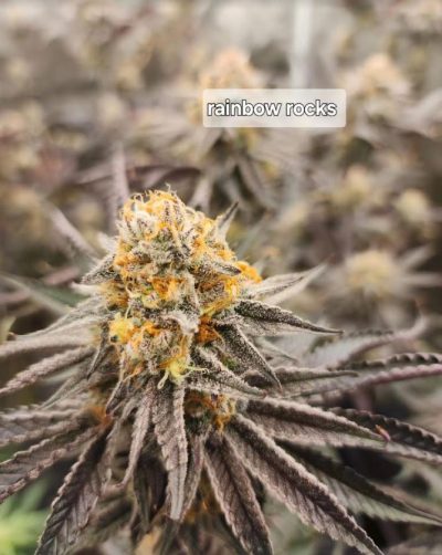 Close-up of a cannabis cola with the label 'rainbow rocks,' featuring orange pistils and a dense coating of trichomes on deep purple leaves.