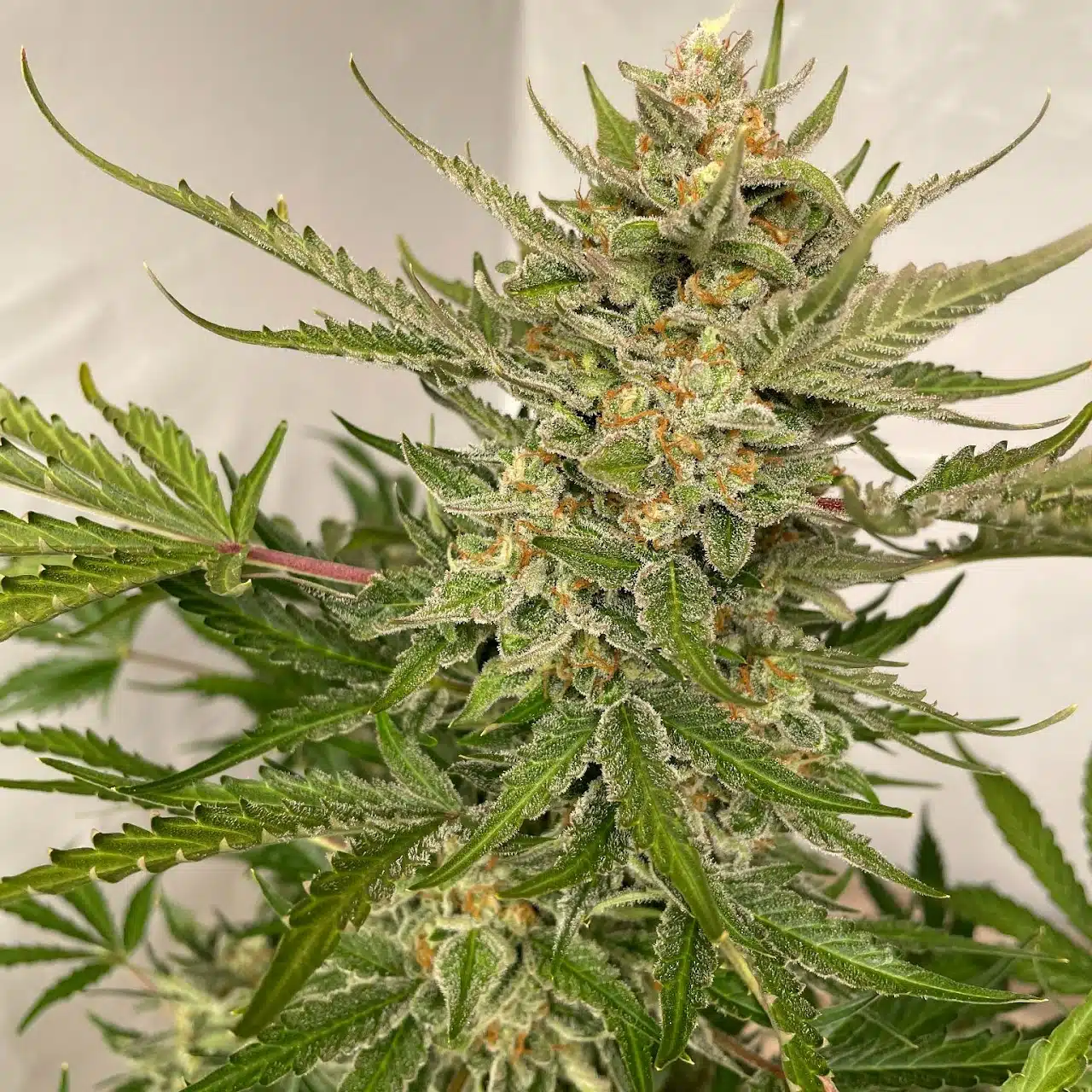 Raspberry Rarri Auto | Butter Bean Birdseed | FEM Autoflower Seeds