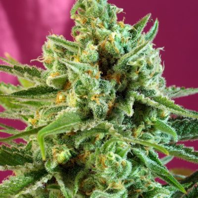 Image of a cannabis plant