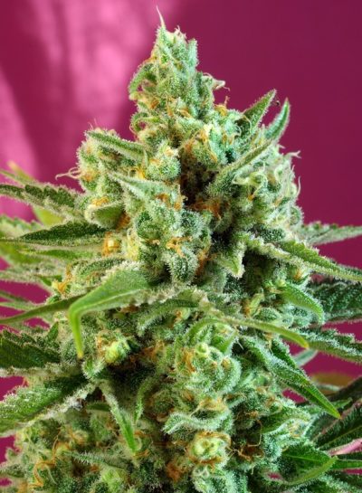 Image of a cannabis plant